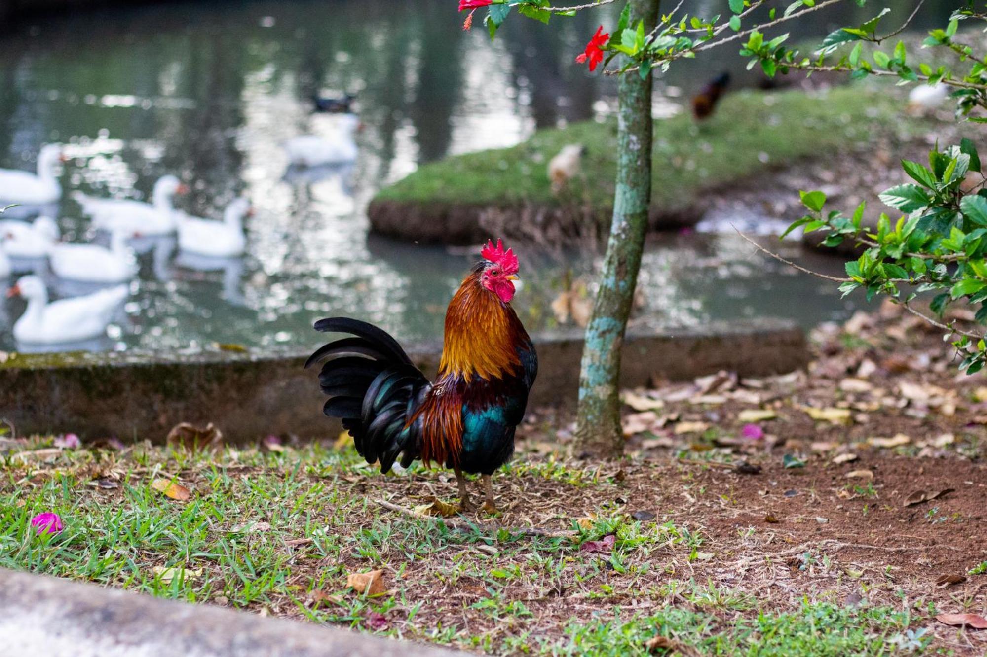 Polo Hotel Fazenda อินไดย์อาตูบา ภายนอก รูปภาพ
